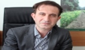 اشتغال و درآمد ماحصل زراعت صنوبر در زنجان است/ رونق صنعت چوب با زراعت صنوبر