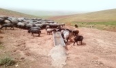 تهیه و توزیع 99 دستگاه آبشخور از محل صندوق توسعه ملی 