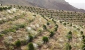 2500هکتار زمین مستعد جنگل کاری در زنجان شناسایی شد