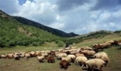 عدم استقبال بهره‌برداران زنجانی برای بیمه مراتع