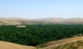 ۶ درصد اراضی ملی زنجان را جنگل تشکیل می دهد