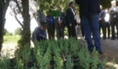 دستیابی زنجانی ها به کاشت و پرورش موفقیت آمیز نهال اُرس