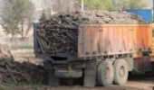 قاچاق چوب، زخمی عمیق بر پیکره طبیعت طارم