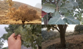 سنگ‌نگاری و دیوارنویسی با مضمون شعارهای منابع طبیعی در «ایجرود»