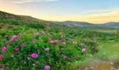 سیستم چمن سلطانیه به‌ طور کامل بهم ریخته است 