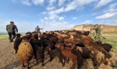 اخراج یک هزار راس دام غیرمجاز از مراتع روستای خلج