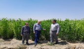 بازدید مدیرکل دفتر بازرسی، ارزیابی عملکرد از نهالستان کوشکن زنجان
