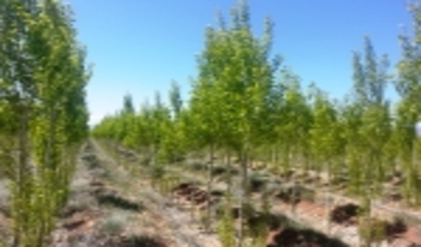 اولین جلسه شورای سیاستگذاری تدوین برنامه های اجرایی توسعه زراعت چوب تشکیل شد.