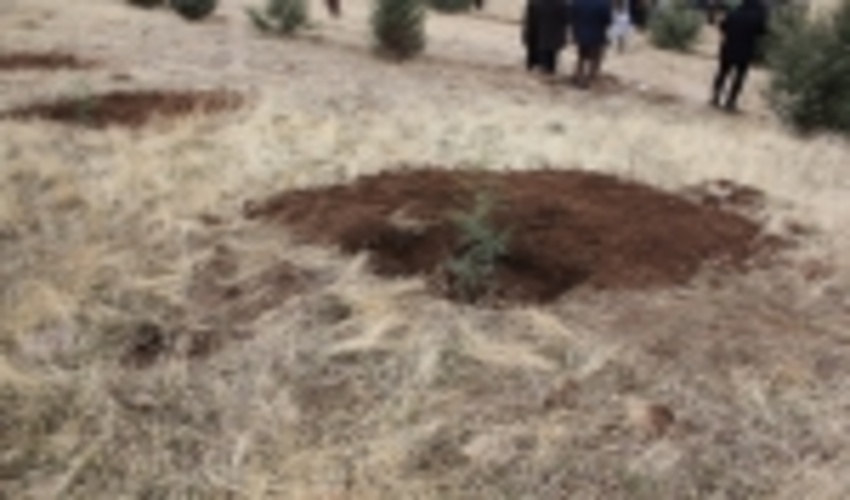 نهالکاری همگانی، برای ایرانی سرسبز به روایت تصویر