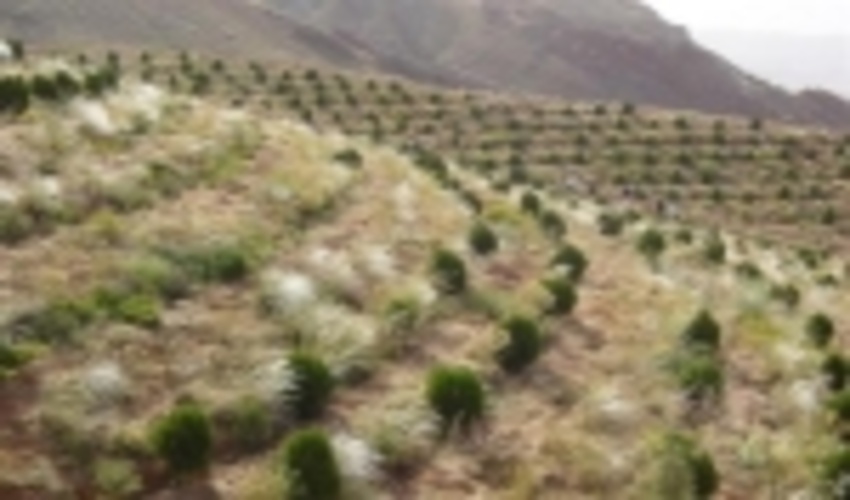 2500هکتار زمین مستعد جنگل کاری در زنجان شناسایی شد