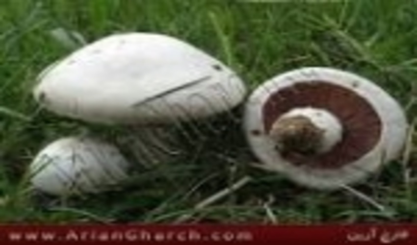 همشهریان برای حفظ سلامتی شان از برداشت و مصرف قارچ های موجود در طبیعت خودداری کنند
