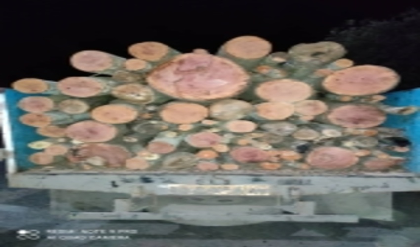 کشف ۳ تن چوب قاچاق در طارم