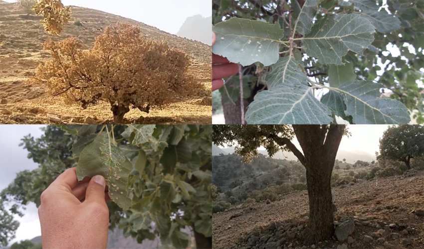 سنگ‌نگاری و دیوارنویسی با مضمون شعارهای منابع طبیعی در «ایجرود»