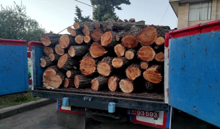 جلوگیری از قاچاق چوب ۲۰ تنی در شهرستان طارم 