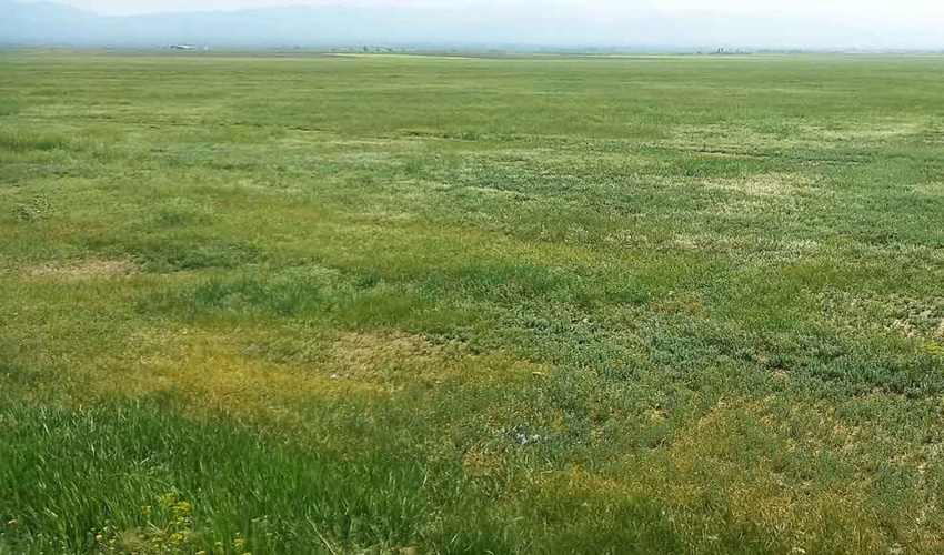 اقدامات صورت گرفته در احیا چمن سلطانیه موثر هستند
