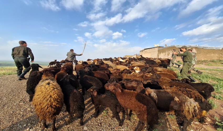 اخراج یک هزار راس دام غیرمجاز از مراتع روستای خلج