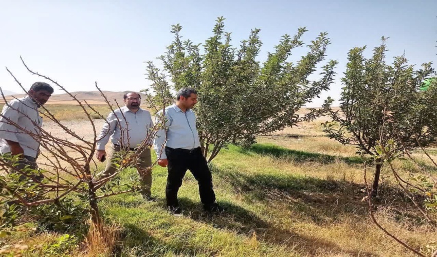 هم‌افزایی اوقاف و منابع طبیعی برای توسعه درختکاری در اراضی وقفی زنجان